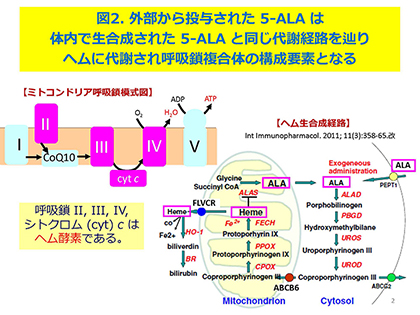 5-アミノレブリン酸とは？（図2）